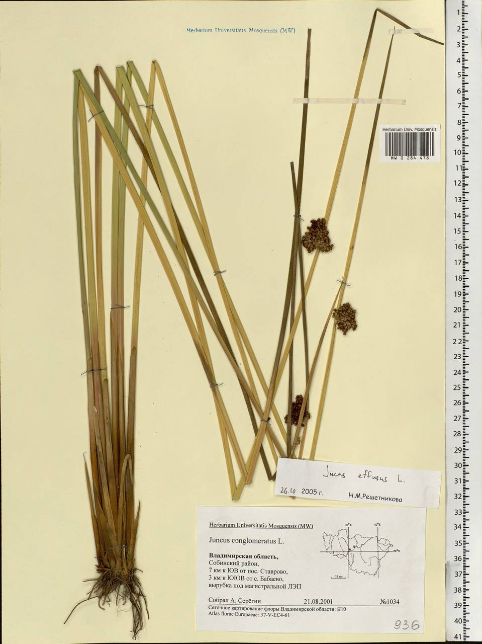 Juncus effusus L., Eastern Europe, Central region (E4) (Russia)