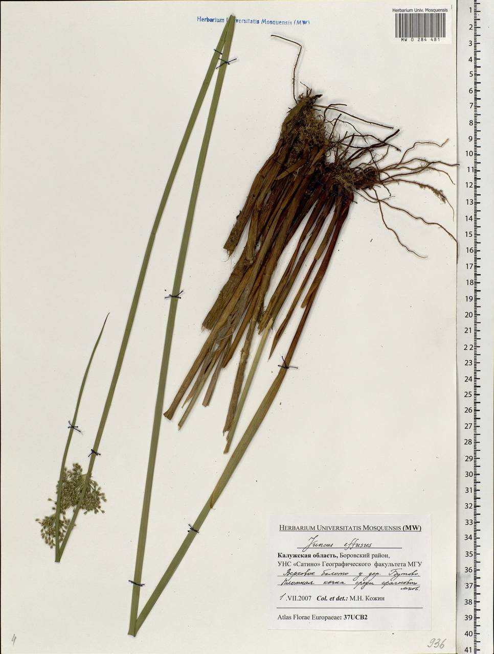 Juncus effusus L., Eastern Europe, Central region (E4) (Russia)