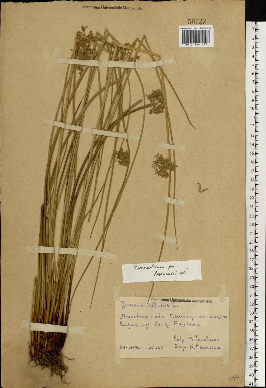Juncus effusus L., Eastern Europe, Central region (E4) (Russia)