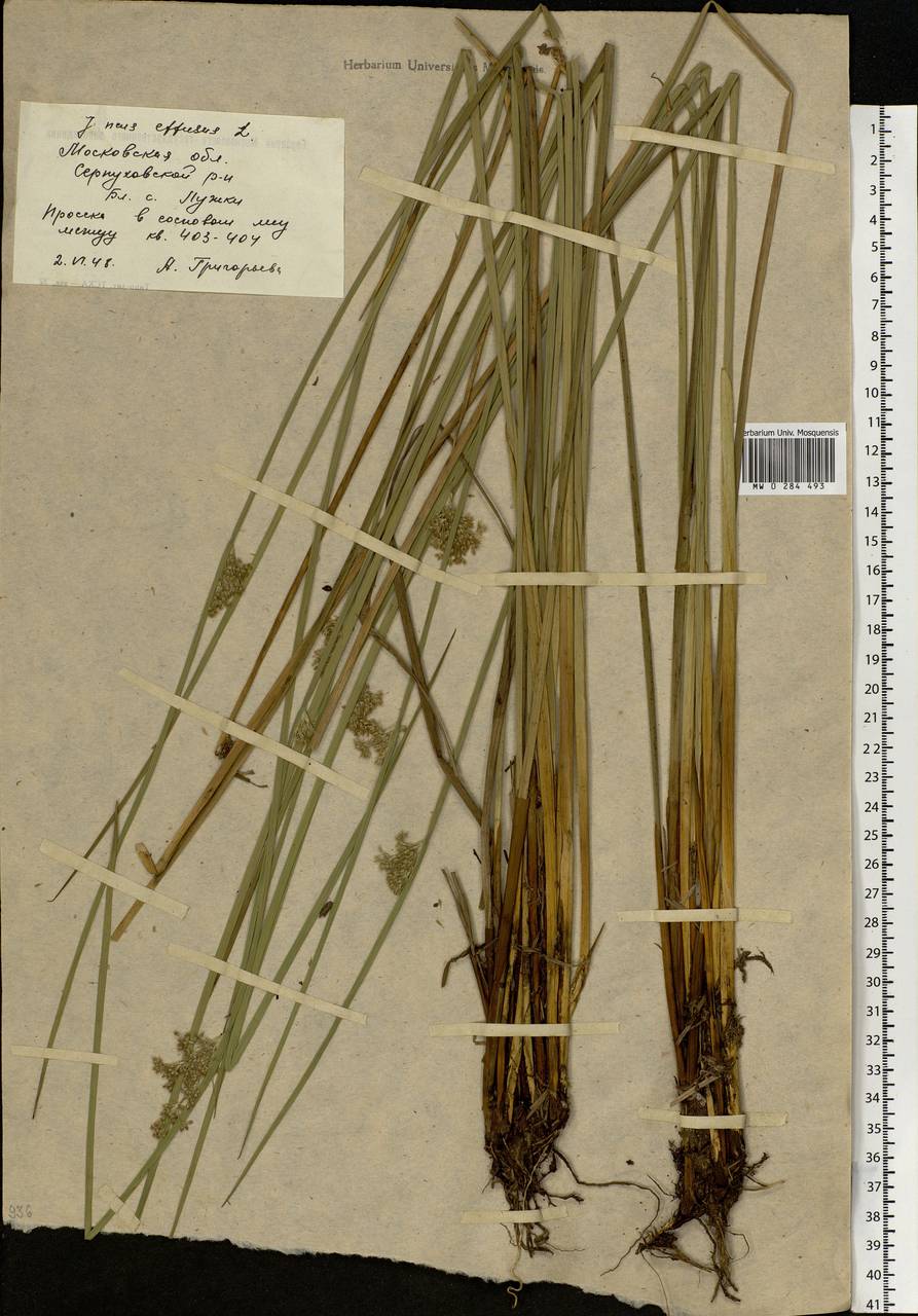 Juncus effusus L., Eastern Europe, Moscow region (E4a) (Russia)