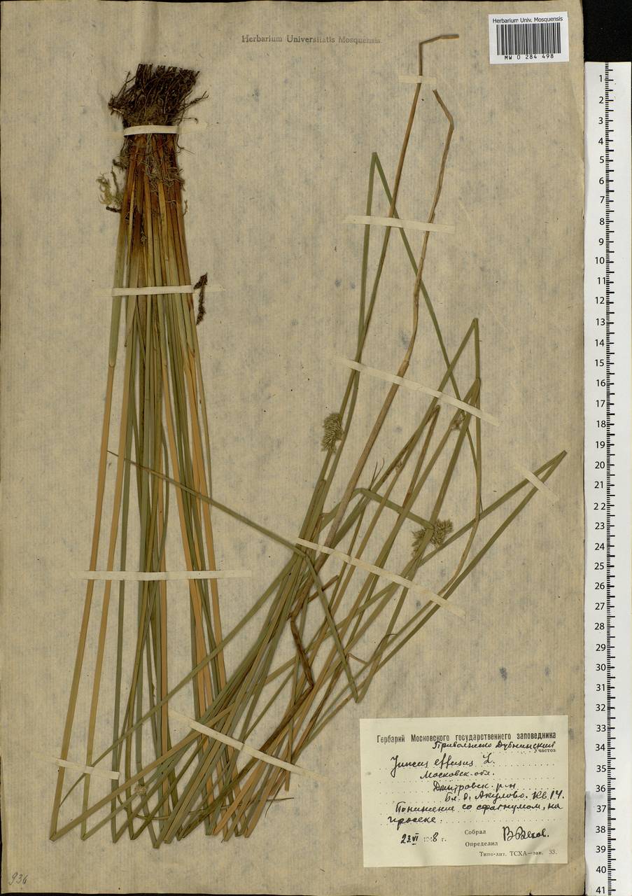 Juncus effusus L., Eastern Europe, Moscow region (E4a) (Russia)