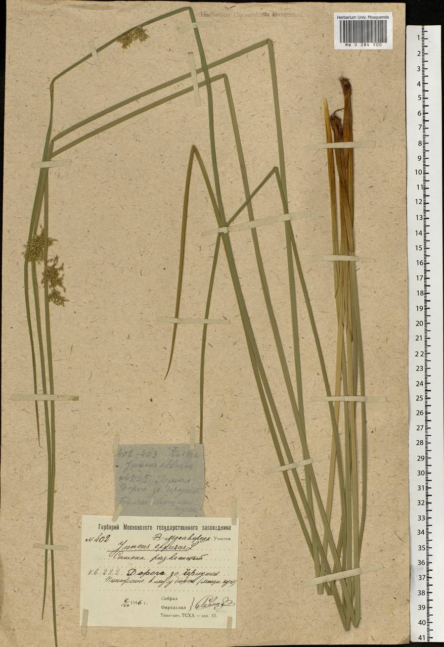 Juncus effusus L., Eastern Europe, Moscow region (E4a) (Russia)