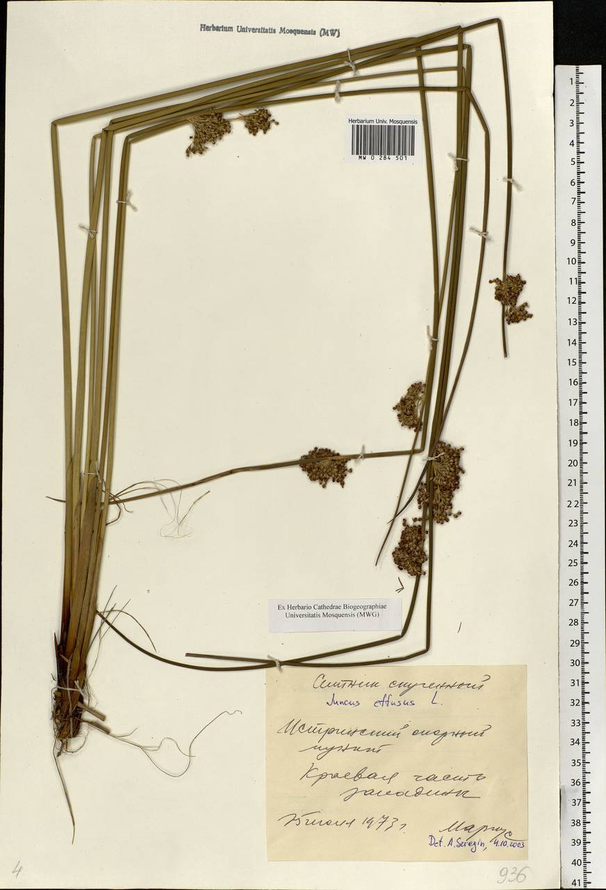 Juncus effusus L., Eastern Europe, Moscow region (E4a) (Russia)