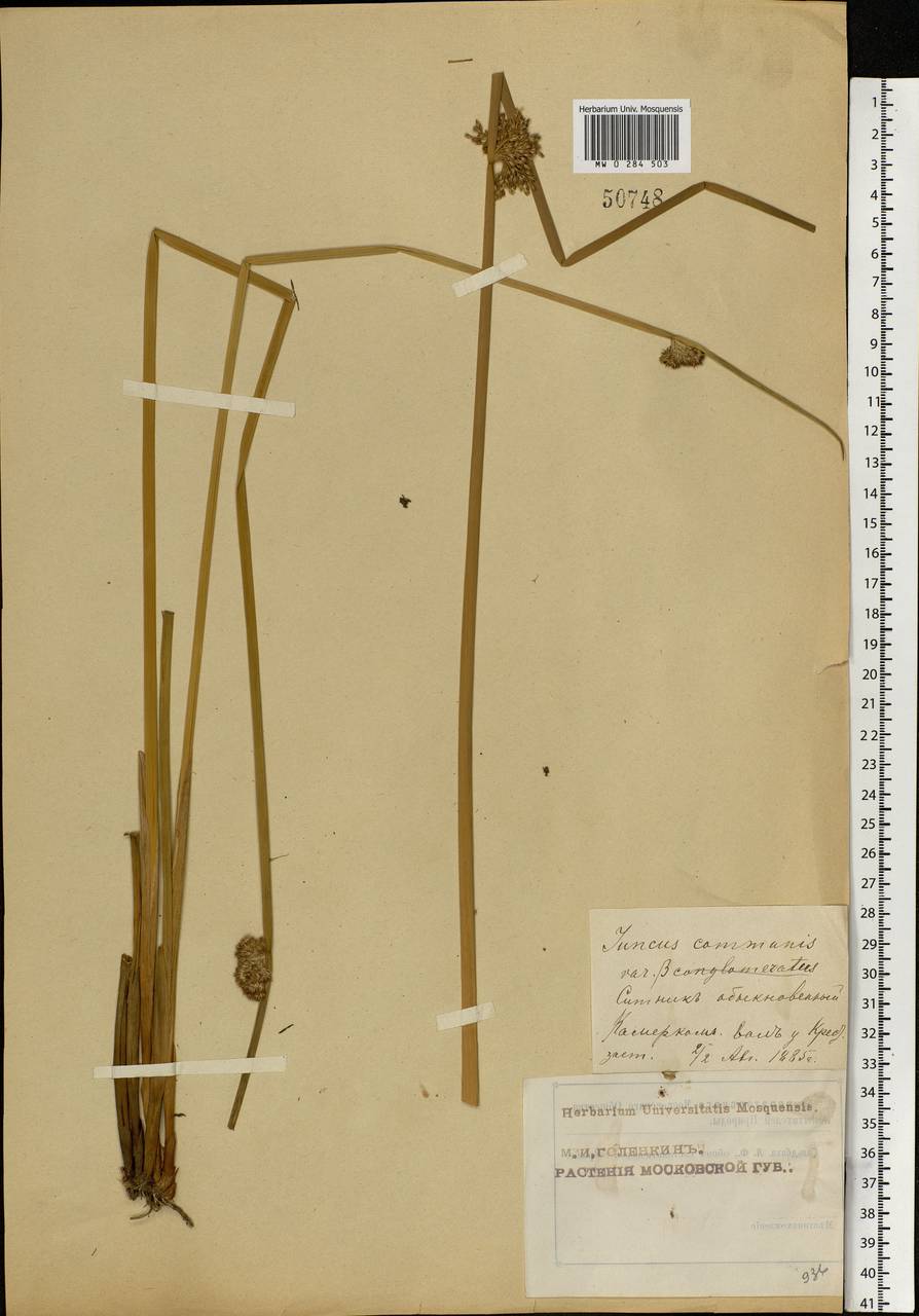 Juncus effusus L., Eastern Europe, Moscow region (E4a) (Russia)