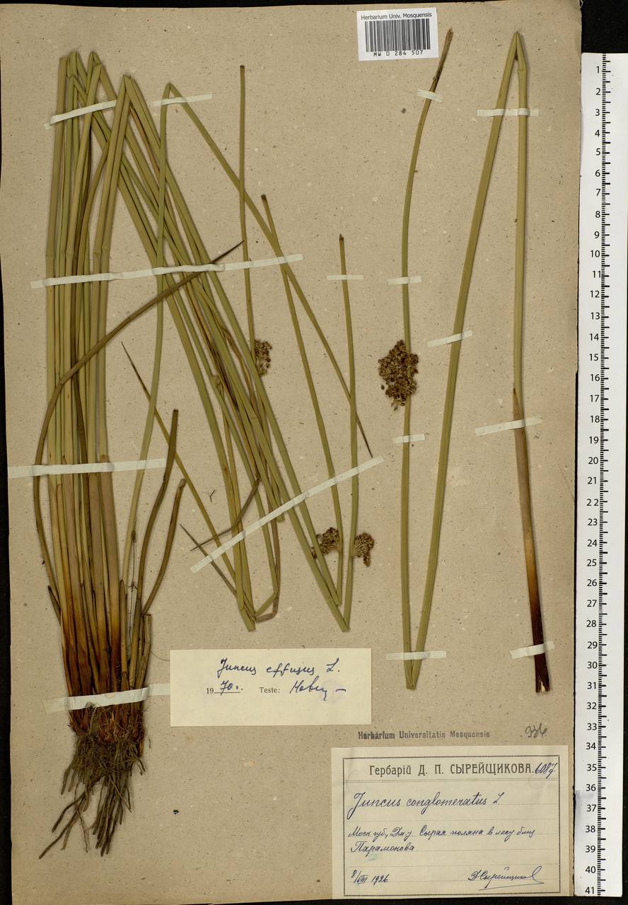 Juncus effusus L., Eastern Europe, Moscow region (E4a) (Russia)