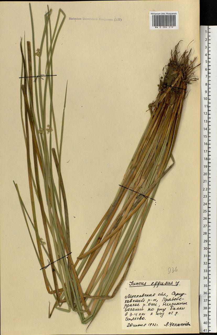 Juncus effusus L., Eastern Europe, Moscow region (E4a) (Russia)