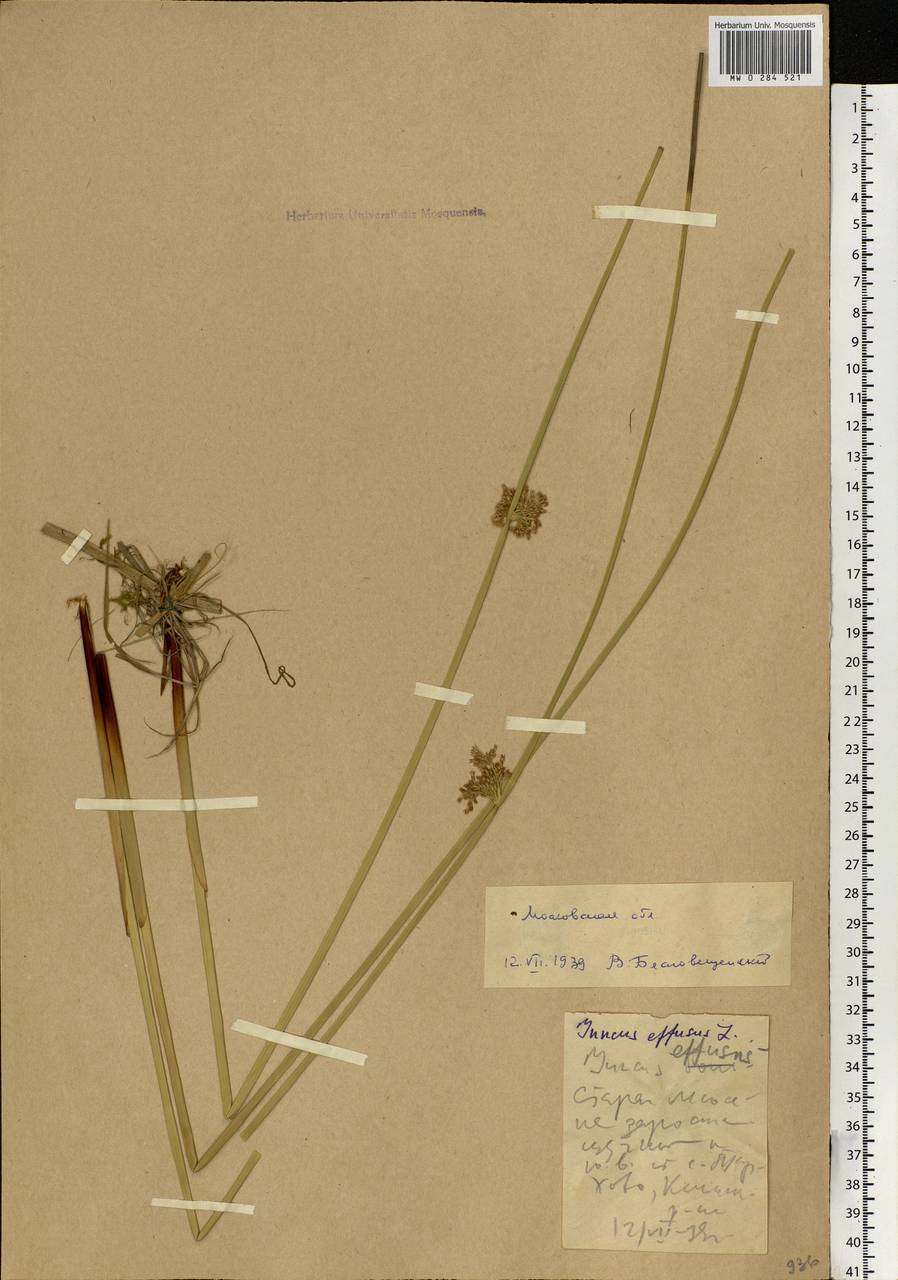 Juncus effusus L., Eastern Europe, Moscow region (E4a) (Russia)