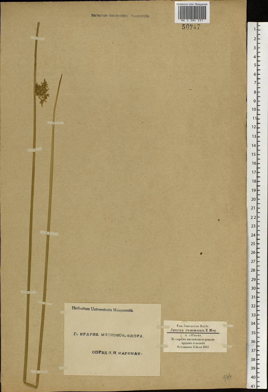 Juncus effusus L., Eastern Europe, Moscow region (E4a) (Russia)