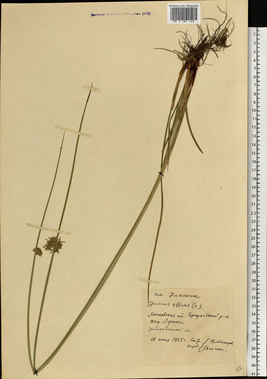 Juncus effusus L., Eastern Europe, Moscow region (E4a) (Russia)