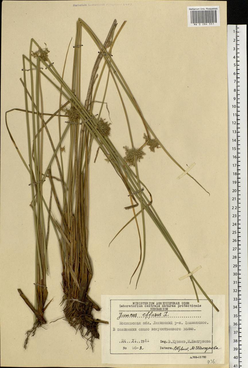 Juncus effusus L., Eastern Europe, Moscow region (E4a) (Russia)