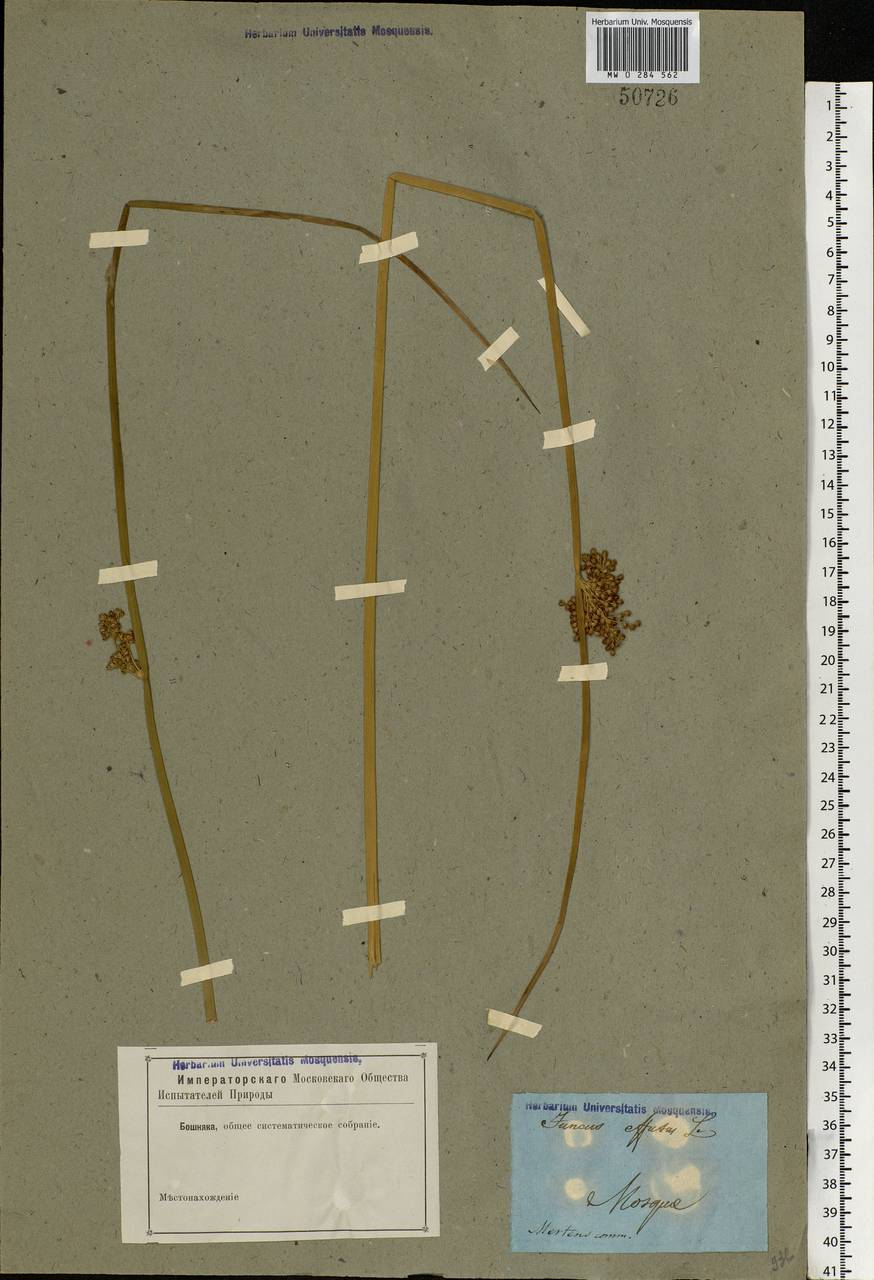 Juncus effusus L., Eastern Europe, Moscow region (E4a) (Russia)
