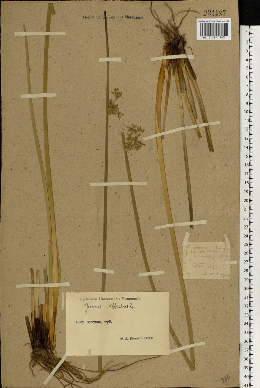 Juncus effusus L., Eastern Europe, Moscow region (E4a) (Russia)