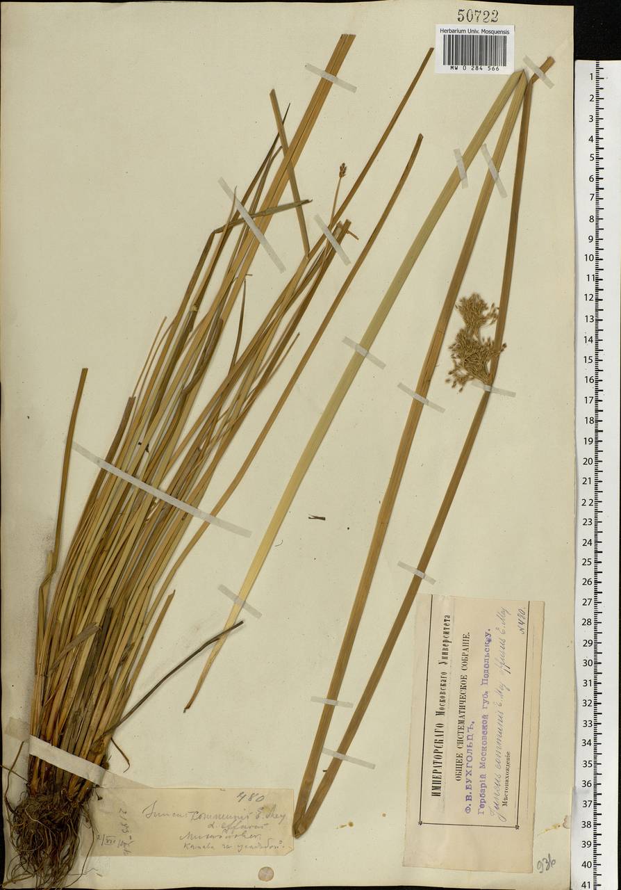 Juncus effusus L., Eastern Europe, Moscow region (E4a) (Russia)