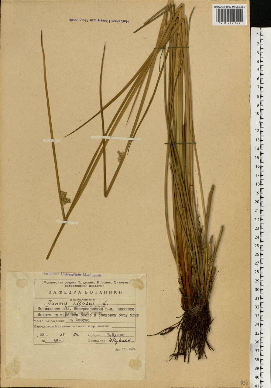 Juncus effusus L., Eastern Europe, Moscow region (E4a) (Russia)