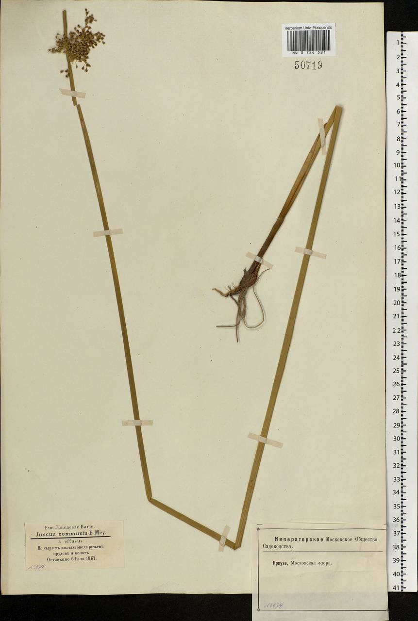 Juncus effusus L., Eastern Europe, Moscow region (E4a) (Russia)