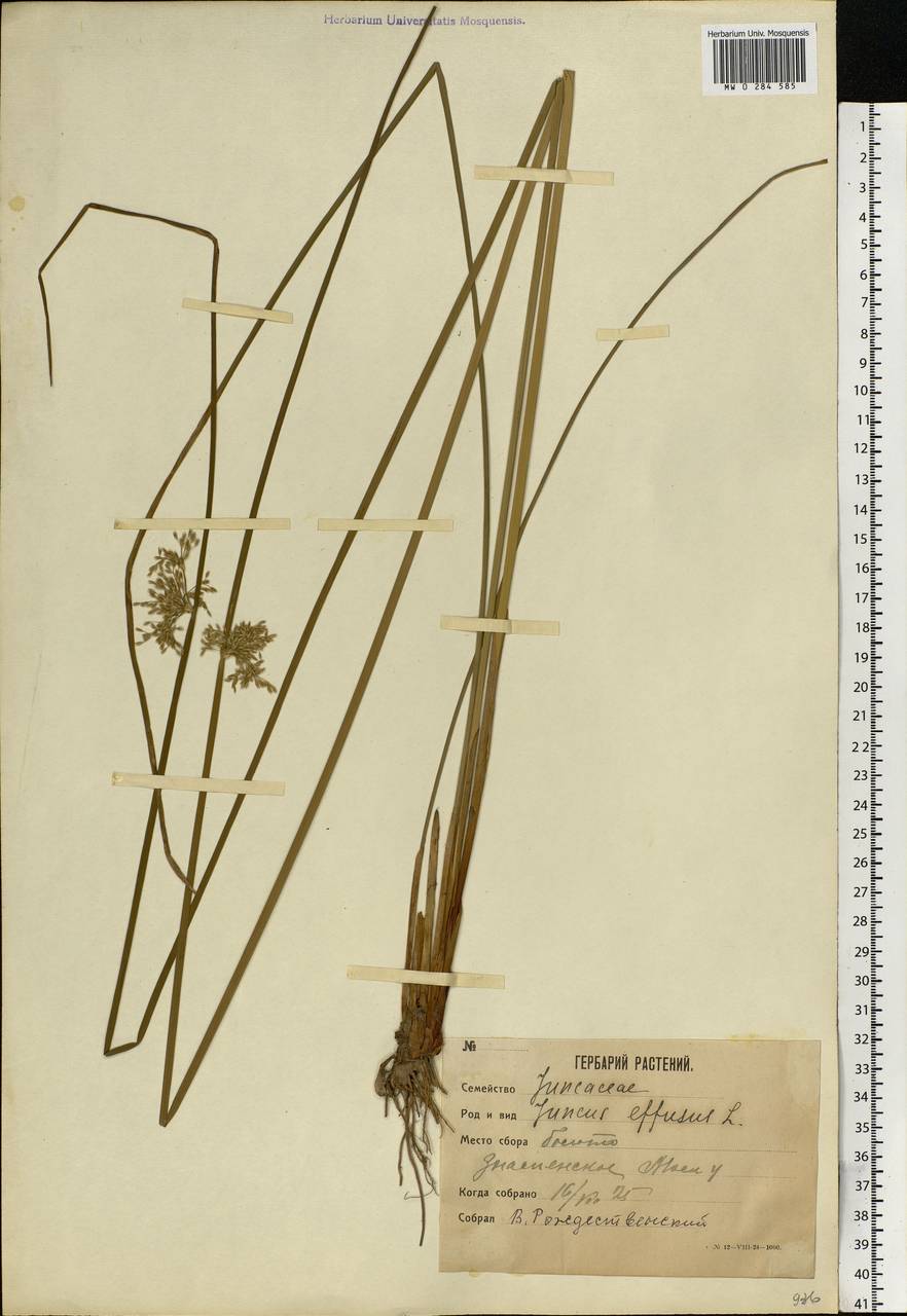 Juncus effusus L., Eastern Europe, Moscow region (E4a) (Russia)