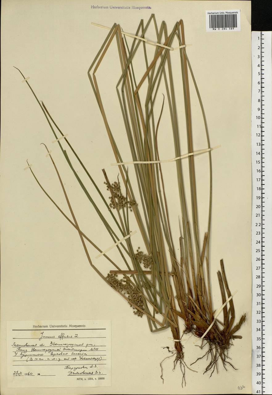Juncus effusus L., Eastern Europe, Moscow region (E4a) (Russia)