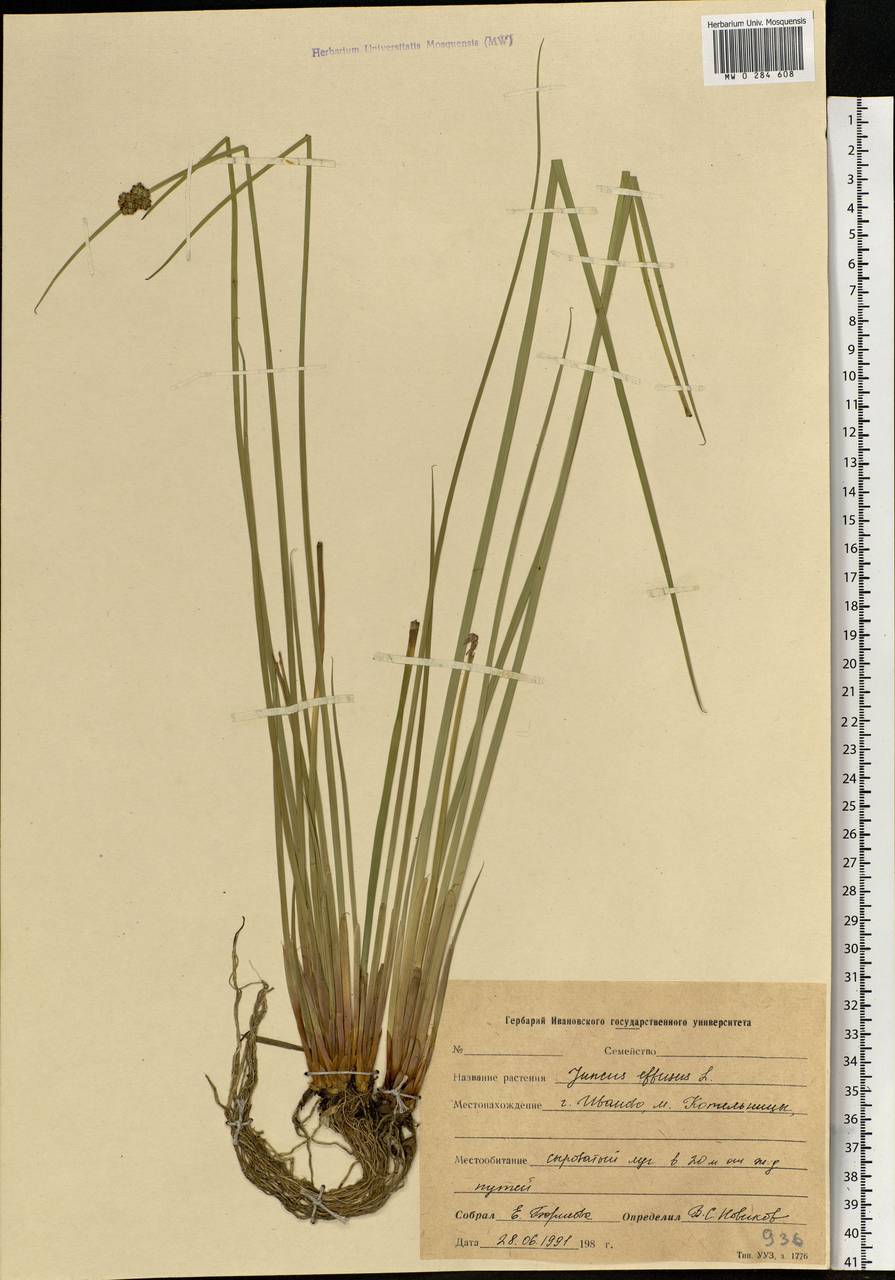 Juncus effusus L., Eastern Europe, Central forest region (E5) (Russia)