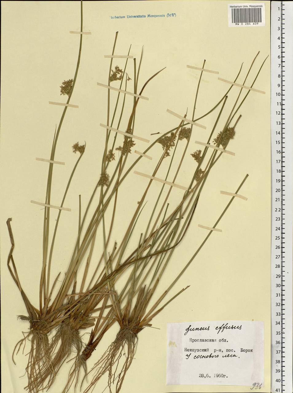 Juncus effusus L., Eastern Europe, Central forest region (E5) (Russia)