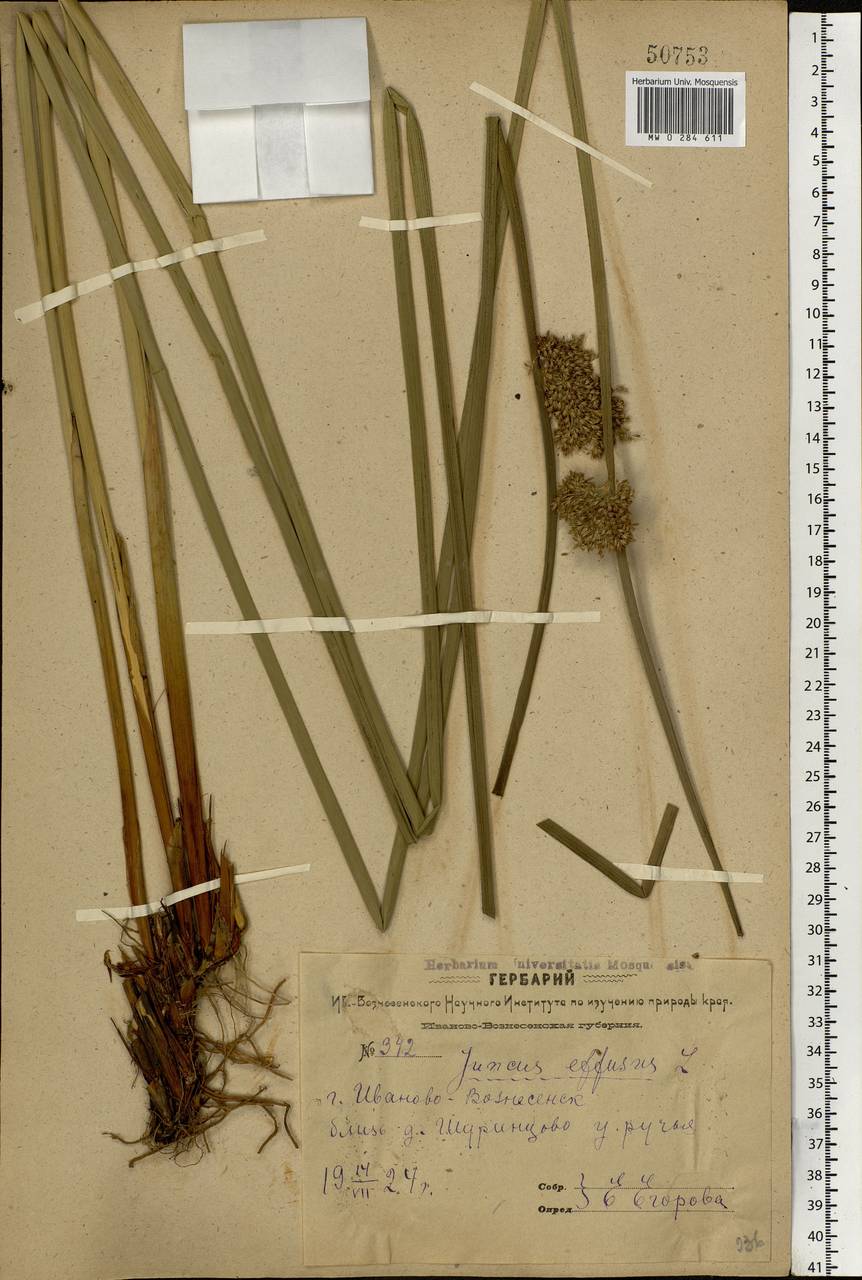 Juncus effusus L., Eastern Europe, Central forest region (E5) (Russia)