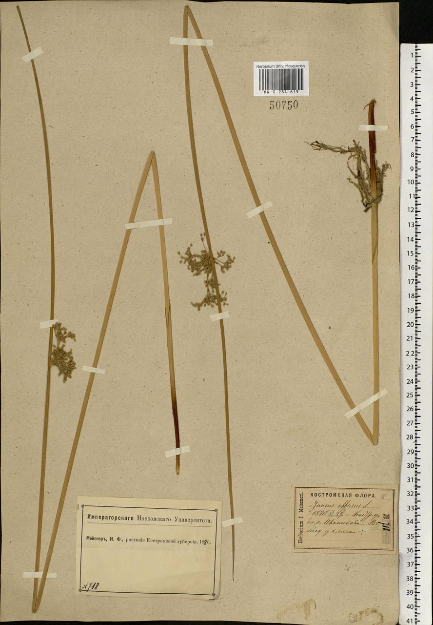 Juncus effusus L., Eastern Europe, Central forest region (E5) (Russia)