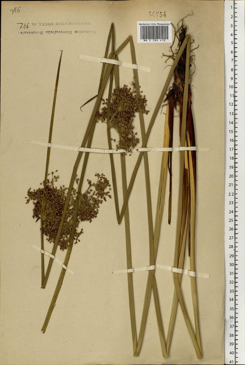 Juncus effusus L., Eastern Europe, Central forest region (E5) (Russia)