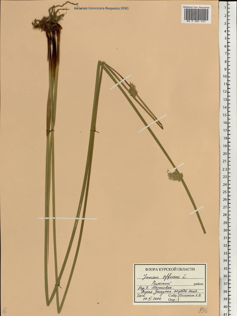 Juncus effusus L., Eastern Europe, Central forest-and-steppe region (E6) (Russia)