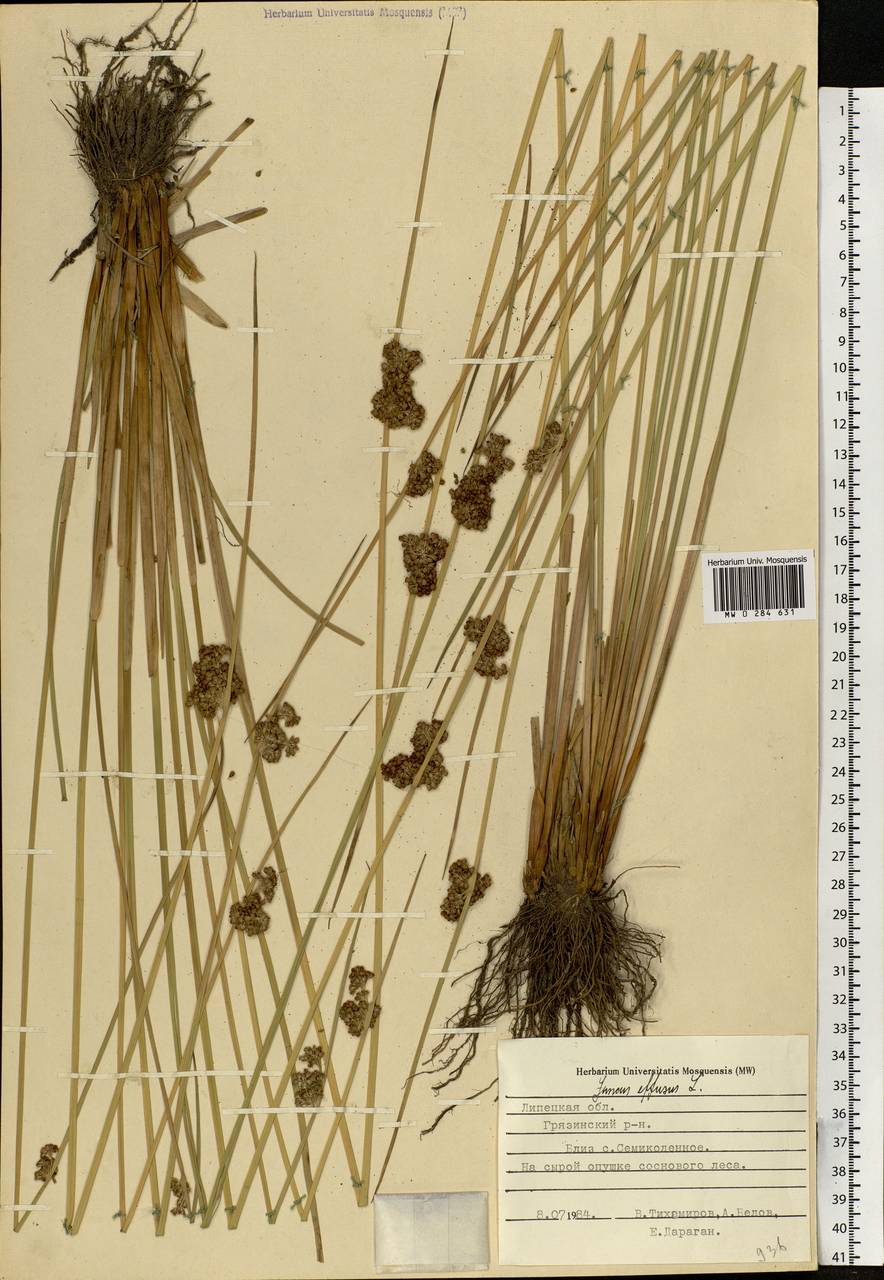Juncus effusus L., Eastern Europe, Central forest-and-steppe region (E6) (Russia)