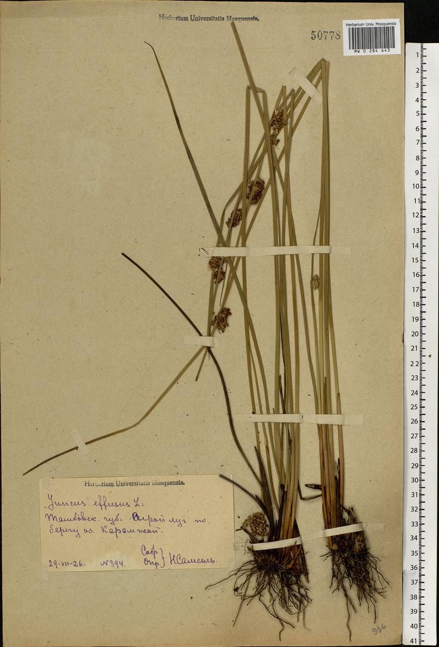 Juncus effusus L., Eastern Europe, Central forest-and-steppe region (E6) (Russia)