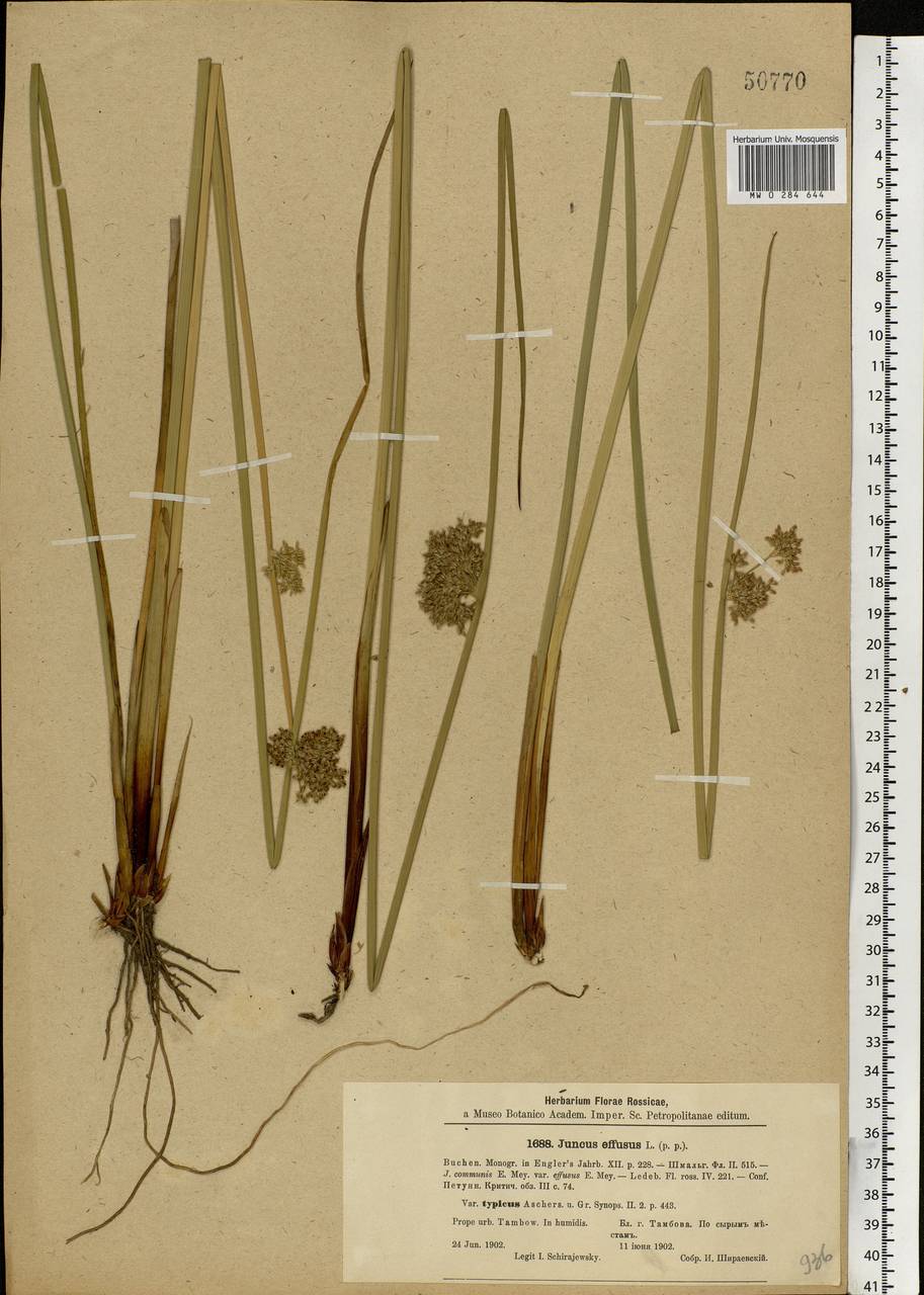 Juncus effusus L., Eastern Europe, Central forest-and-steppe region (E6) (Russia)