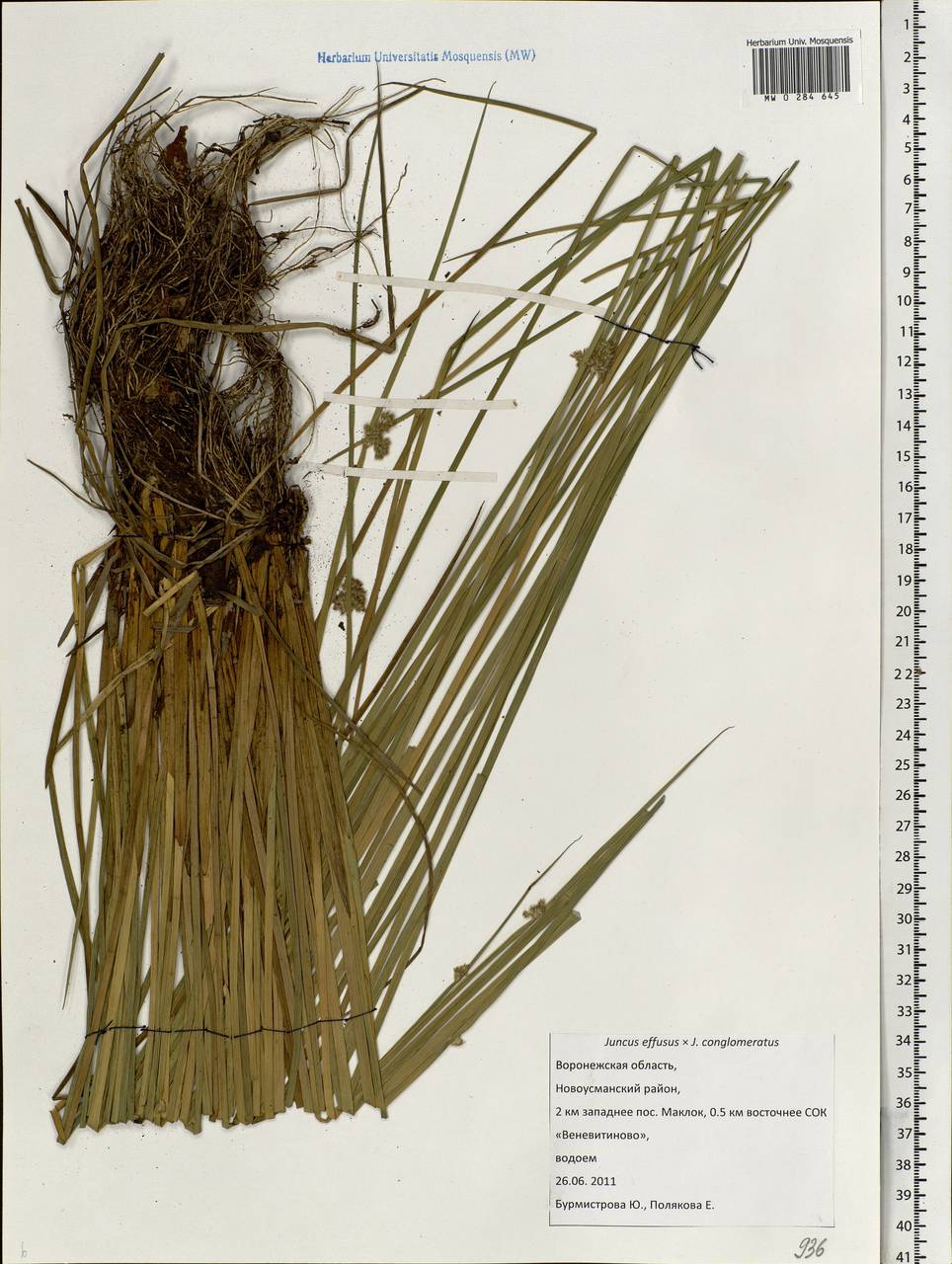 Juncus effusus L., Eastern Europe, Central forest-and-steppe region (E6) (Russia)