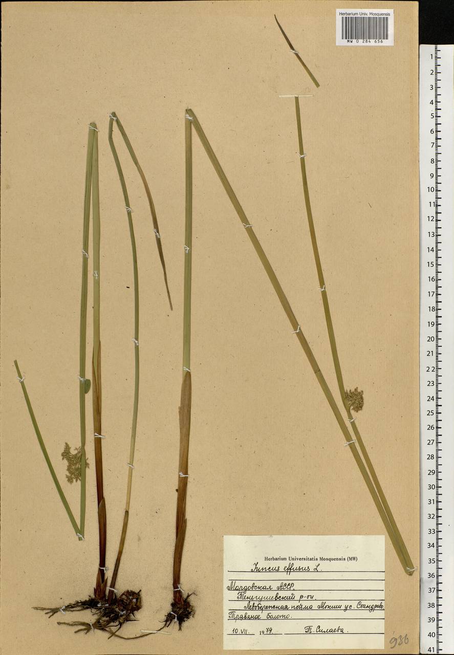 Juncus effusus L., Eastern Europe, Middle Volga region (E8) (Russia)