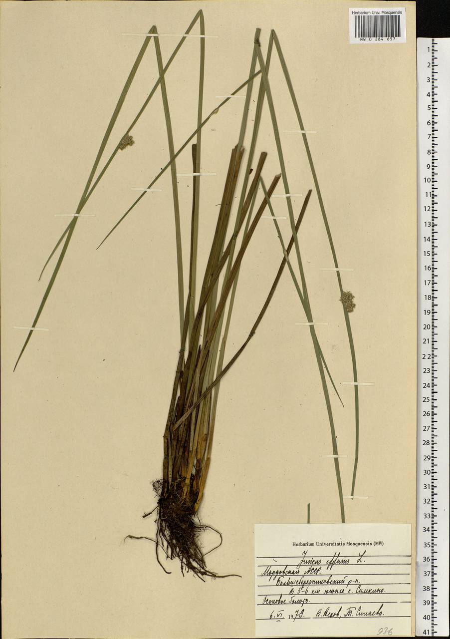 Juncus effusus L., Eastern Europe, Middle Volga region (E8) (Russia)