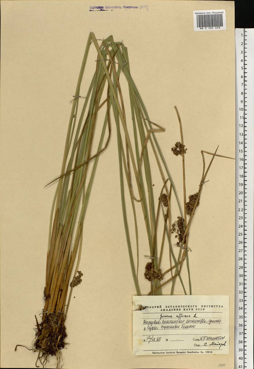 Juncus effusus L., Eastern Europe, Middle Volga region (E8) (Russia)