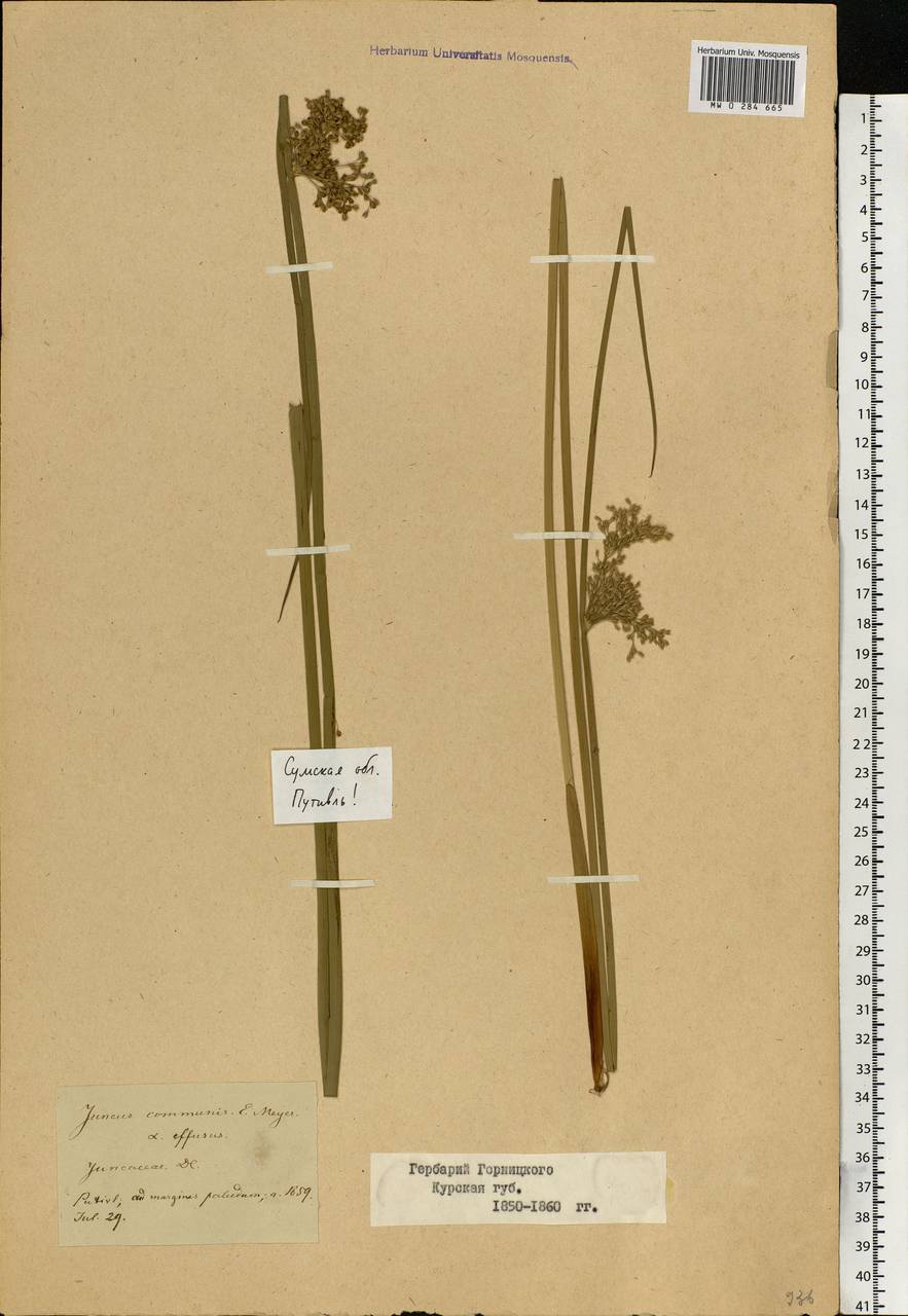 Juncus effusus L., Eastern Europe, North Ukrainian region (E11) (Ukraine)