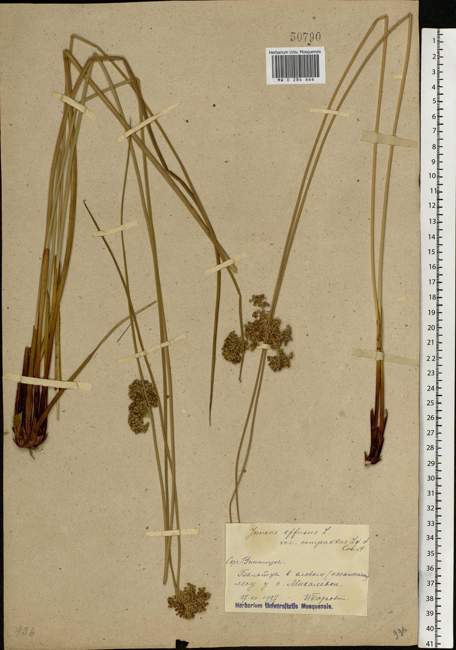 Juncus effusus L., Eastern Europe, South Ukrainian region (E12) (Ukraine)