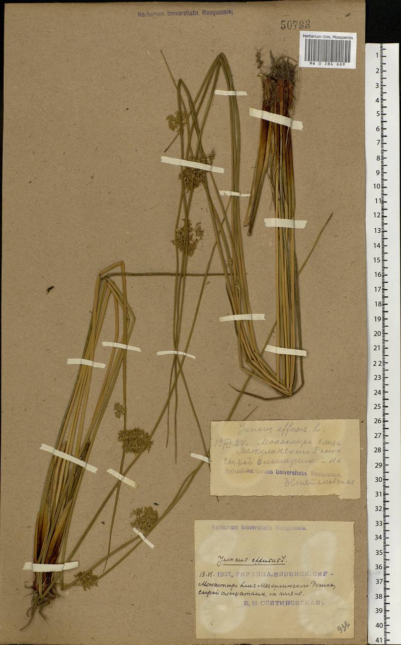 Juncus effusus L., Eastern Europe, South Ukrainian region (E12) (Ukraine)