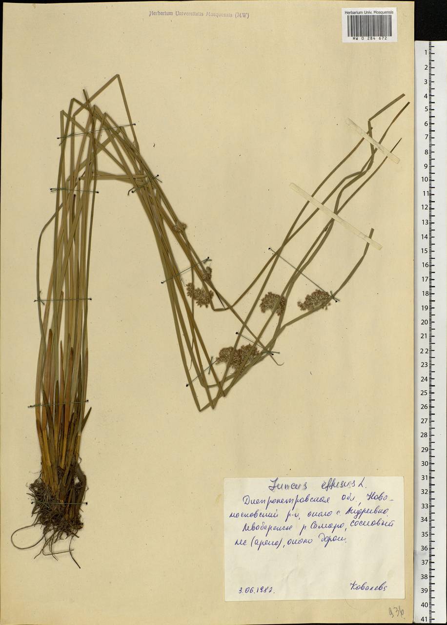 Juncus effusus L., Eastern Europe, South Ukrainian region (E12) (Ukraine)