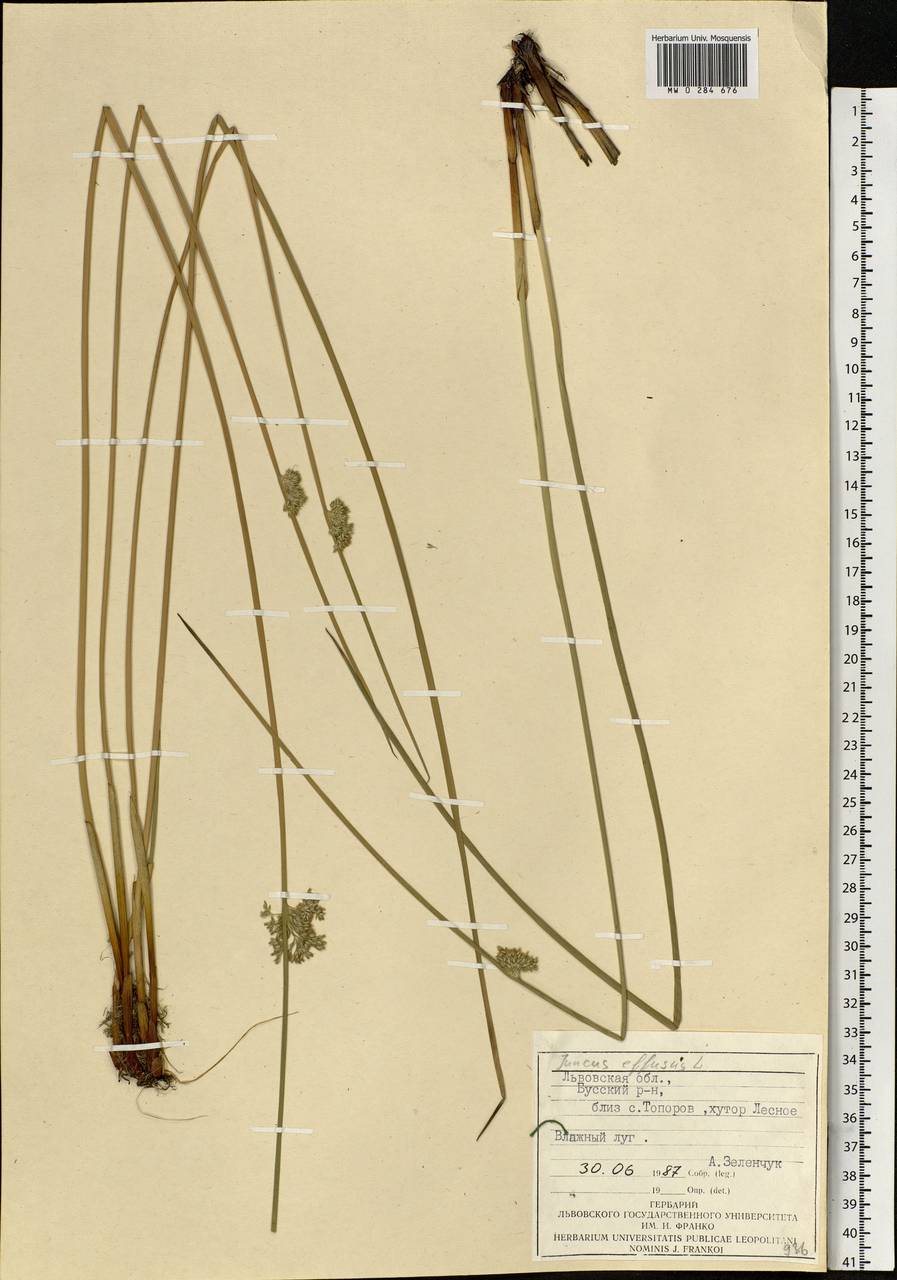 Juncus effusus L., Eastern Europe, West Ukrainian region (E13) (Ukraine)