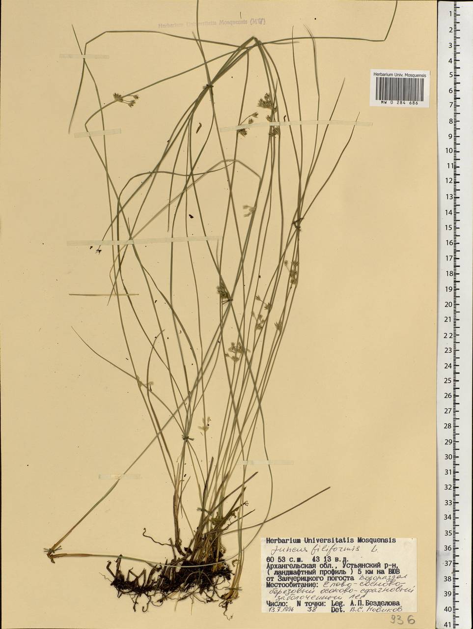 Juncus filiformis L., Eastern Europe, Northern region (E1) (Russia)