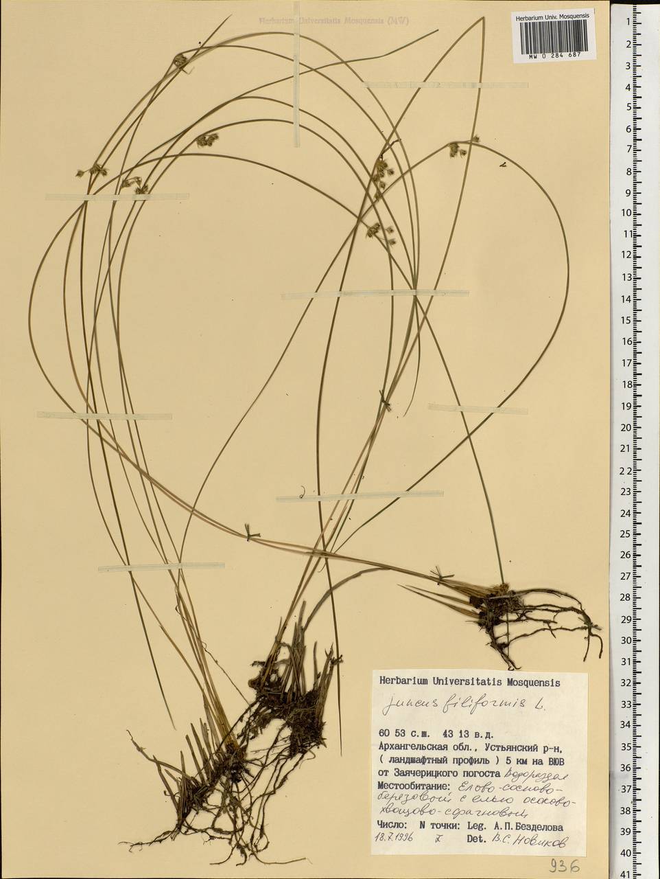 Juncus filiformis L., Eastern Europe, Northern region (E1) (Russia)