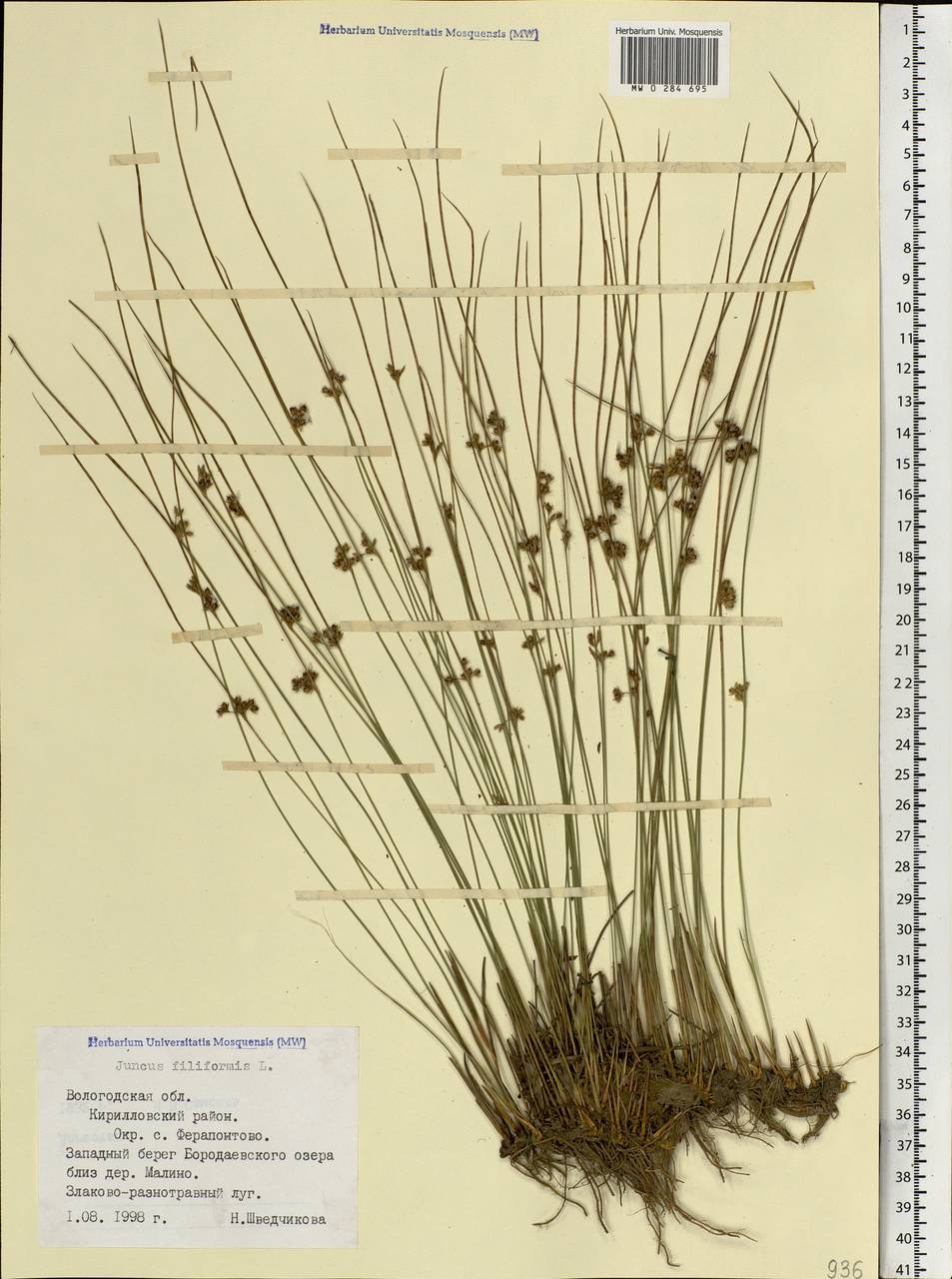 Juncus filiformis L., Eastern Europe, Northern region (E1) (Russia)