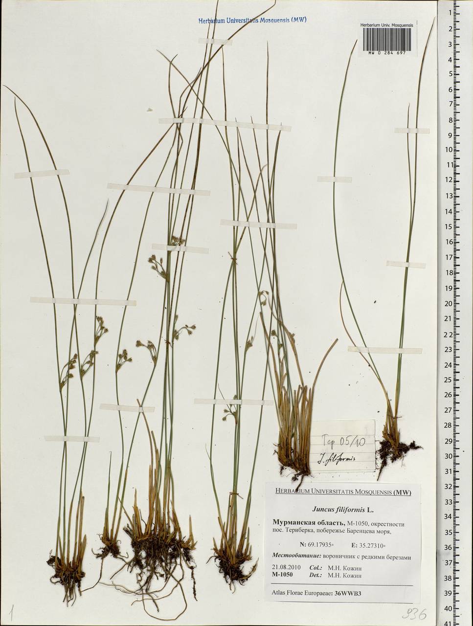 Juncus filiformis L., Eastern Europe, Northern region (E1) (Russia)