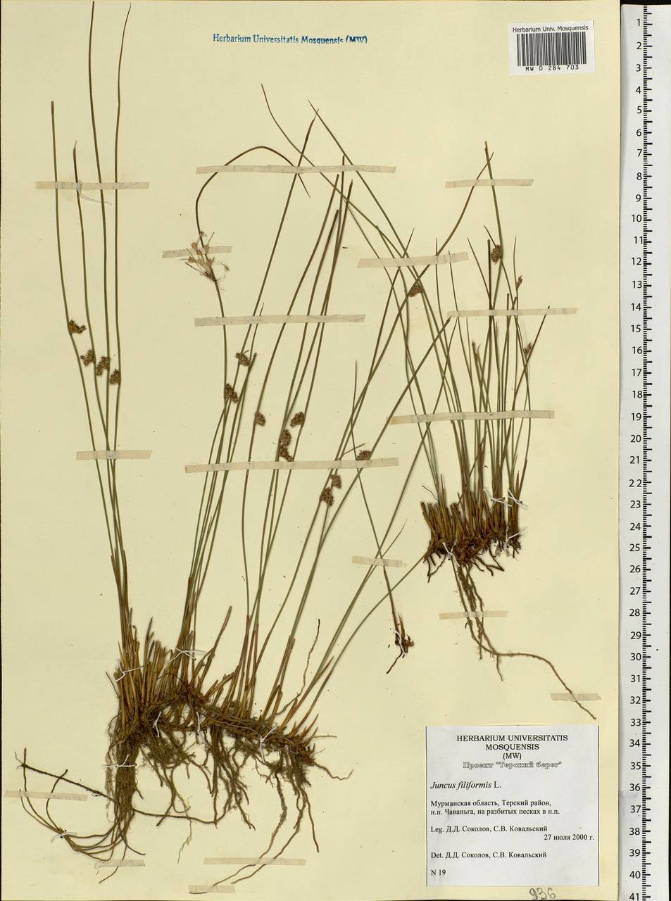 Juncus filiformis L., Eastern Europe, Northern region (E1) (Russia)