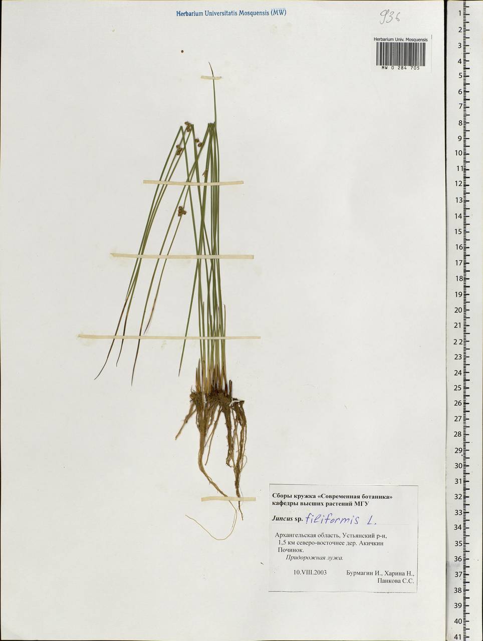 Juncus filiformis L., Eastern Europe, Northern region (E1) (Russia)