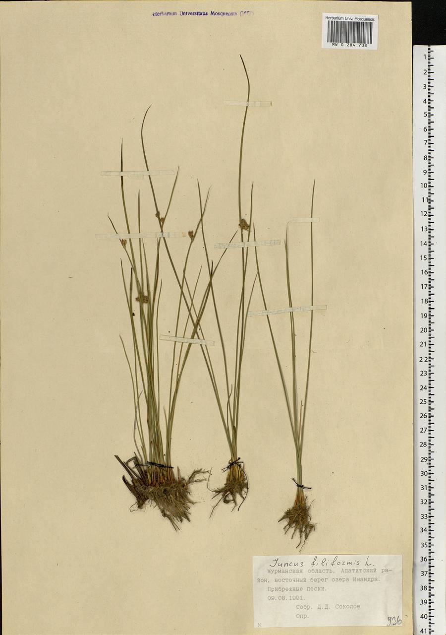 Juncus filiformis L., Eastern Europe, Northern region (E1) (Russia)