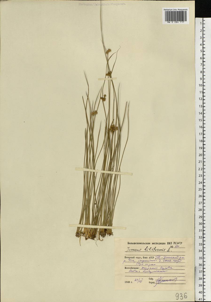 Juncus filiformis L., Eastern Europe, Northern region (E1) (Russia)