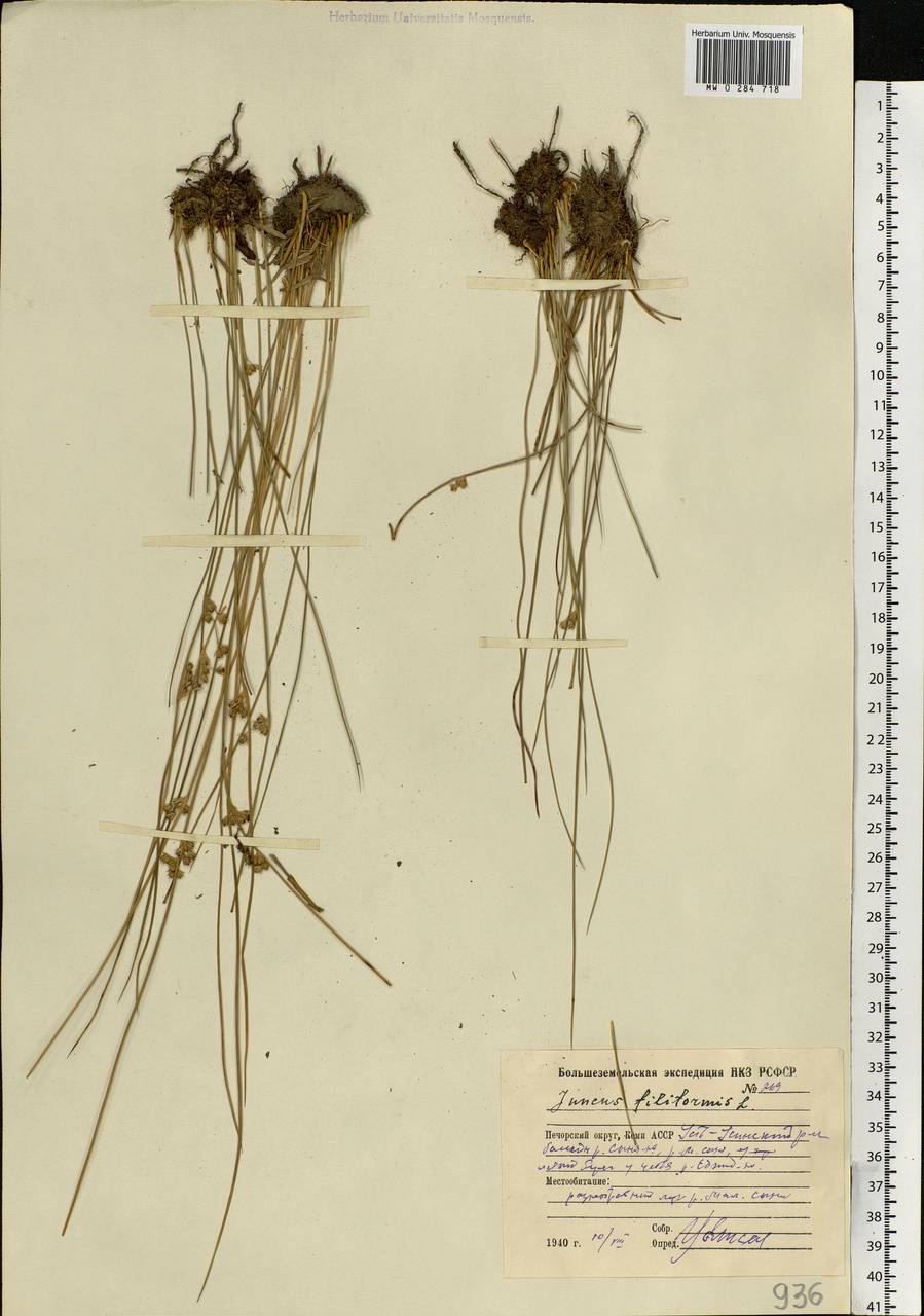 Juncus filiformis L., Eastern Europe, Northern region (E1) (Russia)