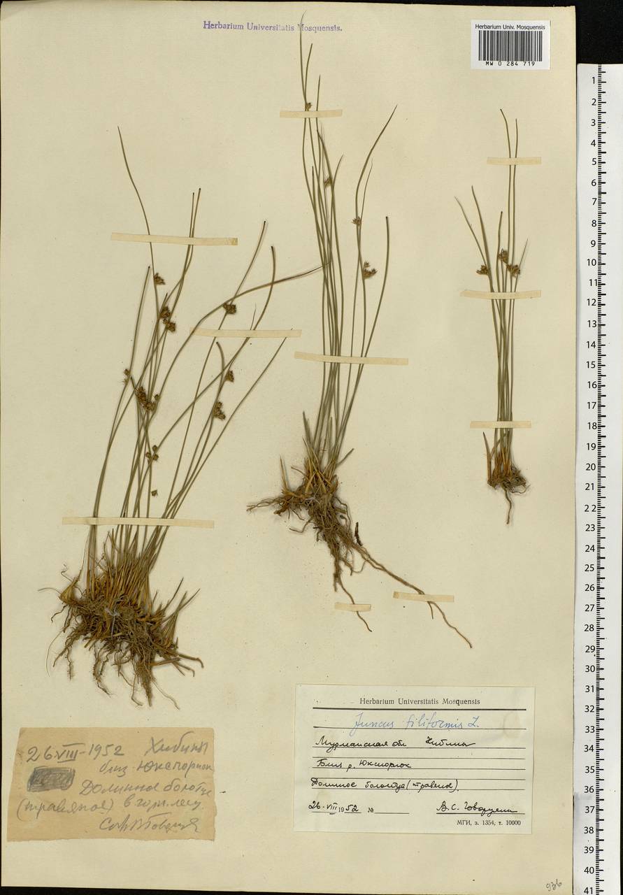 Juncus filiformis L., Eastern Europe, Northern region (E1) (Russia)