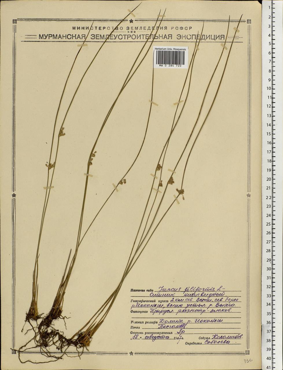 Juncus filiformis L., Eastern Europe, Northern region (E1) (Russia)